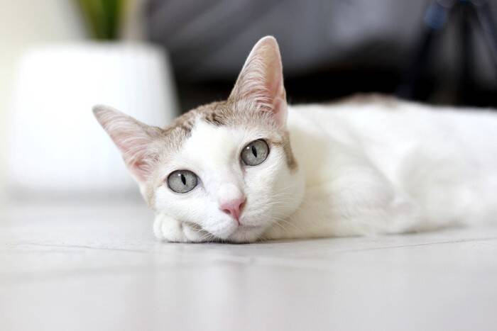 猫が『珪藻土マット』を好みやすい理由3つ　舐めているけど大丈夫？安全性や活用術もご紹介