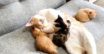 先住猫と一緒に寝ていた保護子猫たち→1匹が『しっぽ』のほうへ移動すると…まさかの光景が13万再生「ほっこりした」「完全に親子ｗ」