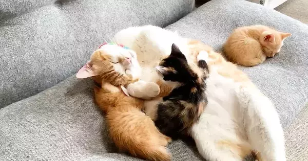 先住猫と一緒に寝ていた保護子猫たち→1匹が『しっぽ』のほうへ移動すると…まさかの光景が13万再生「ほっこりした」「完全に親子ｗ」