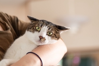 『人間不信な猫』に対して避けるべきNG行為5選　警戒してしまう理由や正しい関わり方まで解説