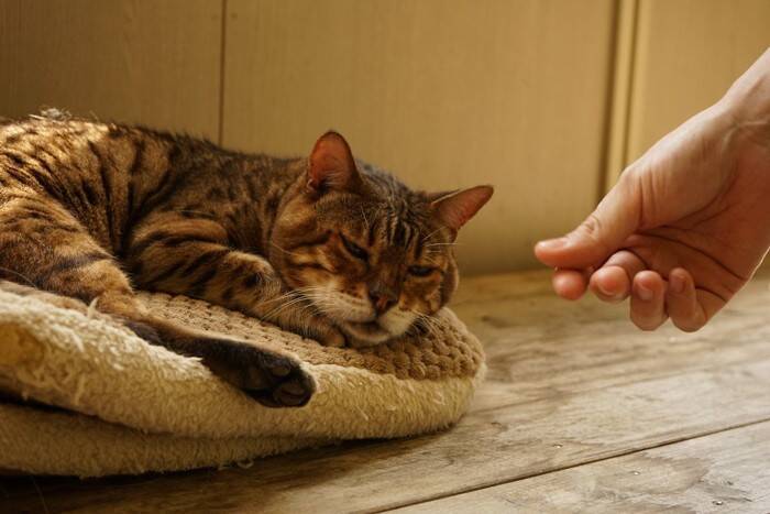 『人間不信な猫』に対して避けるべきNG行為5選　警戒してしまう理由や正しい関わり方まで解説