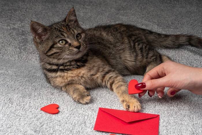 『人間不信な猫』に対して避けるべきNG行為5選　警戒してしまう理由や正しい関わり方まで解説