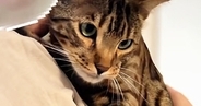 兄弟猫を一匹ずつ抱っこしてみたら…想像以上の『反応の違い』に笑ってしまうと26万再生「可愛すぎて爆笑した」「さすがはお兄ちゃん」