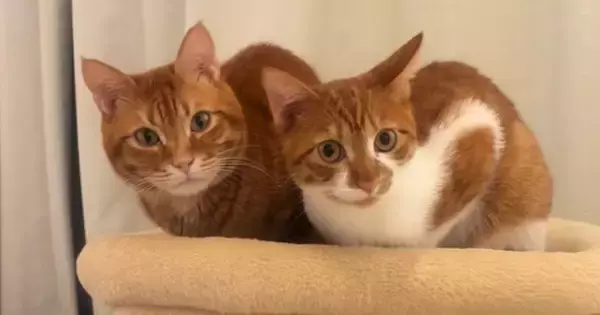 キャットタワーでくつろぐ兄弟猫に話しかけてみると…対照的な『リアクション』が可愛すぎると60万再生「たまらん」「癒された」