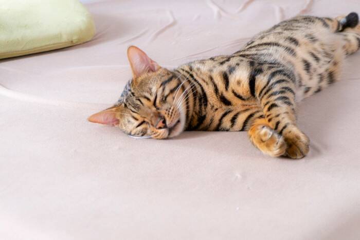 猫に食べさせてはいけない『冬の食べ物』5選　誤飲時に表れる症状から対処法まで解説