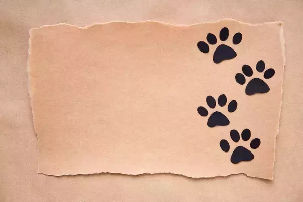 中世の人々も「猫好き」だった！　「写本に残る猫の足跡」などユニークな展示作品が話題に　米国の美術館