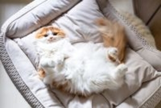 猫との暮らしで『野生を忘れているな』と感じる瞬間5選　愛猫が安心して過ごせている証とは？