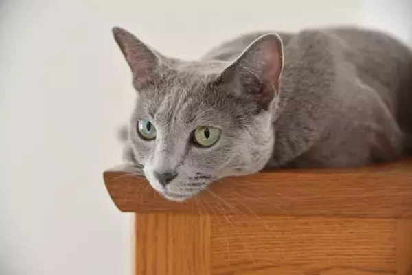 『鳴くことが少ない』とされている猫種4選　それぞれの性格や飼育のポイントをご紹介