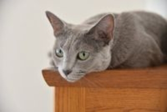 『鳴くことが少ない』とされている猫種4選　それぞれの性格や飼育のポイントをご紹介