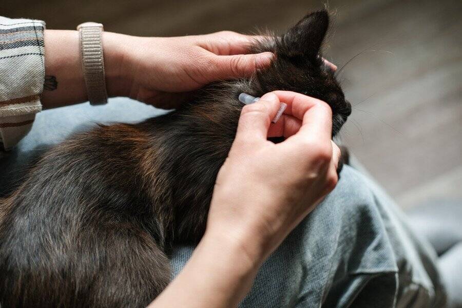 人間にうつる猫の皮膚病『疥癬』とは？原因や症状から治療法まで解説