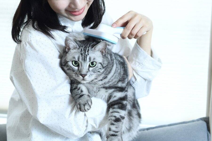 人間にうつる猫の皮膚病『疥癬』とは？原因や症状から治療法まで解説