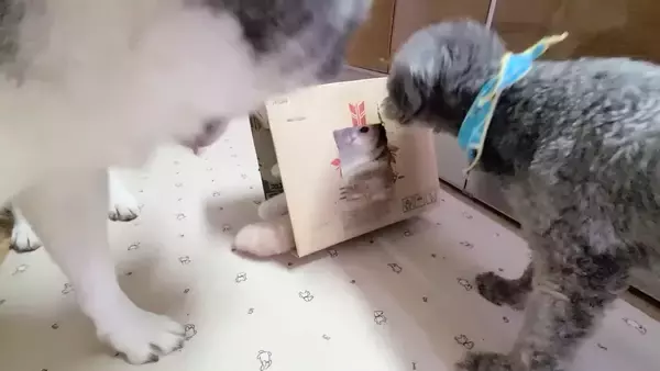 子猫に『穴を開けた段ボール箱』をあげたら、『先輩犬』たちが……まさかの展開が22万再生「わちゃわちゃが凄いｗ」「最高に癒された」