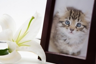 『愛猫を亡くした人』のためにあなたができること3つ　避けるべき行為や適切な支え方まで