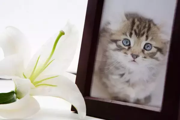 『愛猫を亡くした人』のためにあなたができること3つ　避けるべき行為や適切な支え方まで