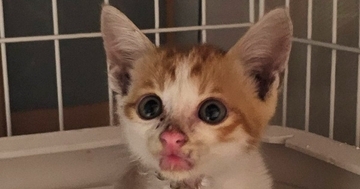 重度の皮膚炎だった『500gの小さな子猫』→約半年後…激変した『現在の様子』に感動「ご立派になられたね」「めっちゃ可愛い」と１万いいね
