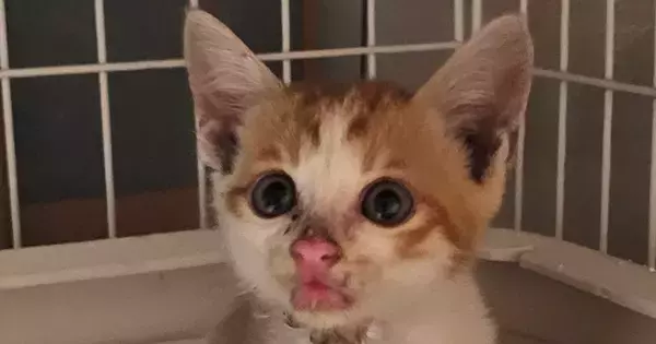 重度の皮膚炎だった『500gの小さな子猫』→約半年後…激変した『現在の様子』に感動「ご立派になられたね」「めっちゃ可愛い」と１万いいね