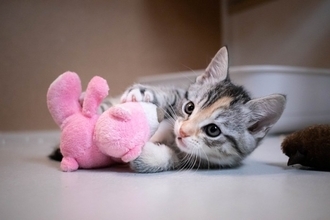 猫の年齢を『人間の年齢』に換算するとどうなるの？　計算の方法やライフステージが変わる目安も解説