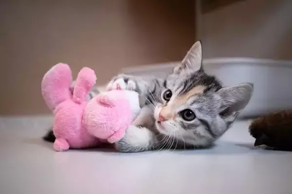 猫の年齢を『人間の年齢』に換算するとどうなるの？　計算の方法やライフステージが変わる目安も解説