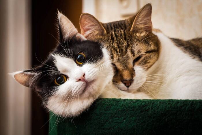 猫の年齢を『人間の年齢』に換算するとどうなるの？　計算の方法やライフステージが変わる目安も解説