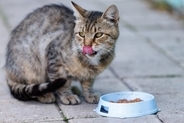 猫が自分の『鼻を舐めている』3つの理由　不安を抱えているかも？考えられる心理を解説
