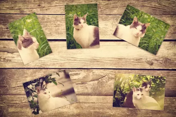 愛猫を亡くしたときに…悲しみを癒やす『セルフケア』の方法3選　悲しむことは悪いことじゃない