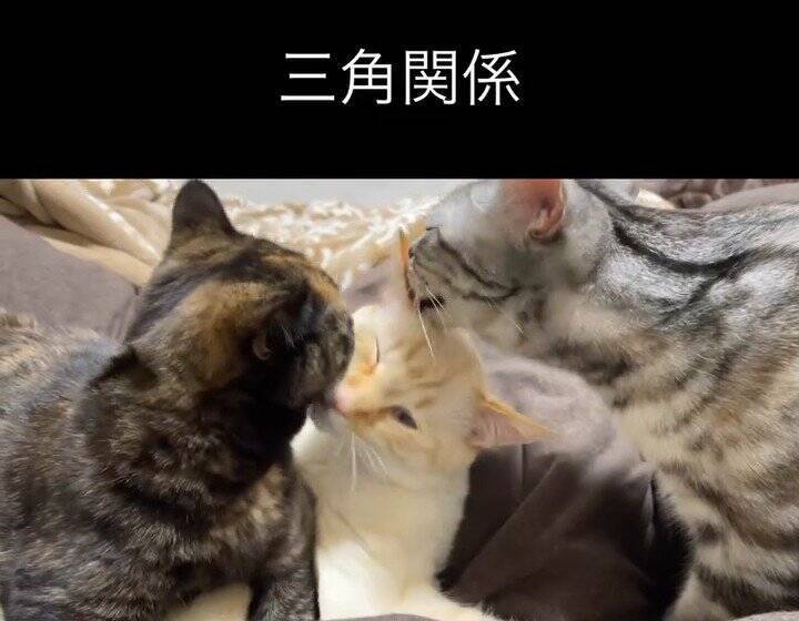 『お腹を壊した赤ちゃん猫』に毛布をかけてあげたら…天使すぎて『しんどい光景』が65万再生「浄化されました」「可愛いしかない(爆発)」