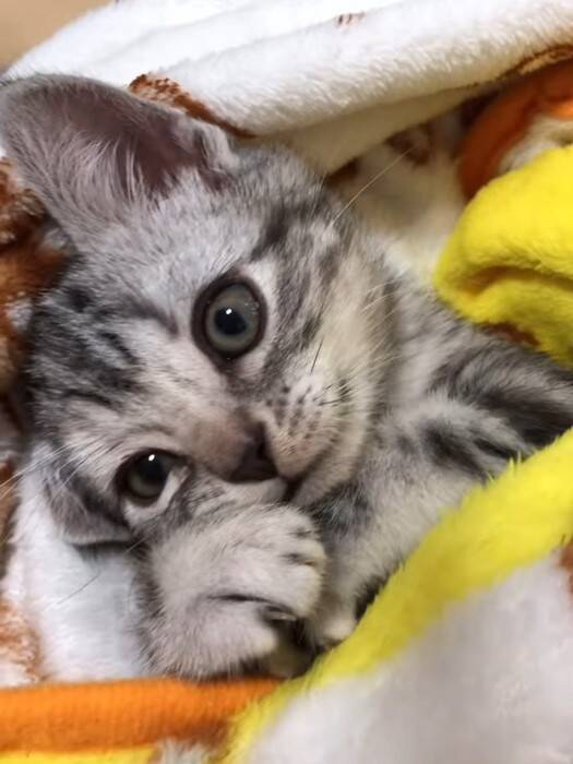 『お腹を壊した赤ちゃん猫』に毛布をかけてあげたら…天使すぎて『しんどい光景』が65万再生「浄化されました」「可愛いしかない(爆発)」