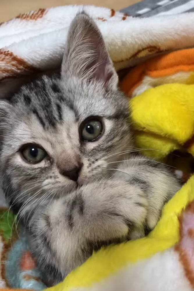 『お腹を壊した赤ちゃん猫』に毛布をかけてあげたら…天使すぎて『しんどい光景』が65万再生「浄化されました」「可愛いしかない(爆発)」