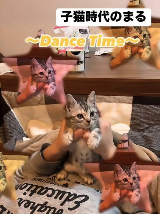 『お腹を壊した赤ちゃん猫』に毛布をかけてあげたら…天使すぎて『しんどい光景』が65万再生「浄化されました」「可愛いしかない(爆発)」