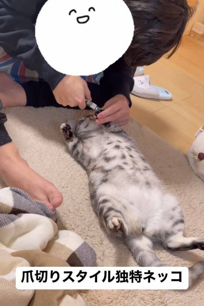 『お腹を壊した赤ちゃん猫』に毛布をかけてあげたら…天使すぎて『しんどい光景』が65万再生「浄化されました」「可愛いしかない(爆発)」