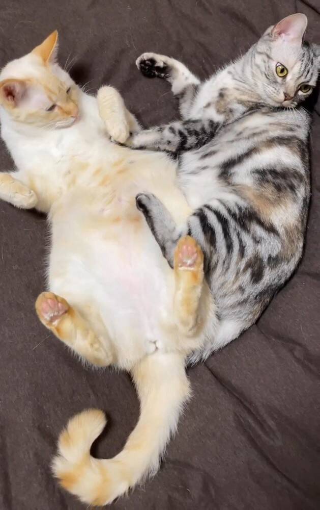 『お腹を壊した赤ちゃん猫』に毛布をかけてあげたら…天使すぎて『しんどい光景』が65万再生「浄化されました」「可愛いしかない(爆発)」