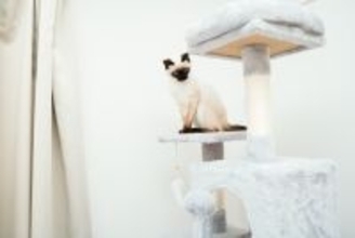 飼い主が迷いやすい『大型・高額な猫グッズ』4選　失敗しないための選び方もご紹介