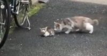 道路にうずくまっていた『ひん死の子猫』→保護された結果…涙が止まらない『変化の様子』が98万再生「感動しました」「本当にありがとう」