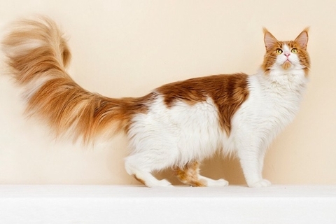 猫たちが打ち立てた『ギネス世界記録』4選　信じられない偉業の数々をご紹介