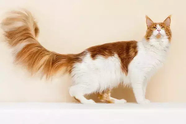 猫たちが打ち立てた『ギネス世界記録』4選　信じられない偉業の数々をご紹介