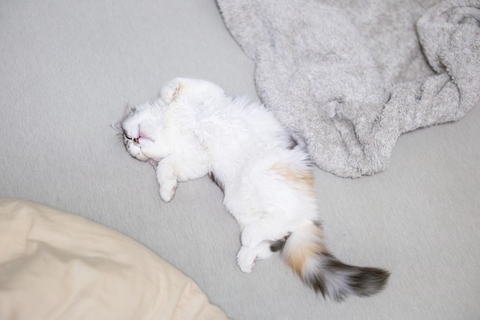 猫の『おへそ』ってどこにあるの？確認するときの目安やチェックポイントまで