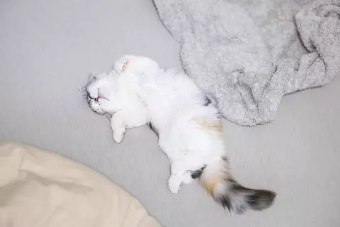 猫の『おへそ』ってどこにあるの？確認するときの目安やチェックポイントまで