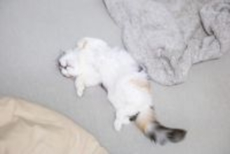 猫の『おへそ』ってどこにあるの？確認するときの目安やチェックポイントまで