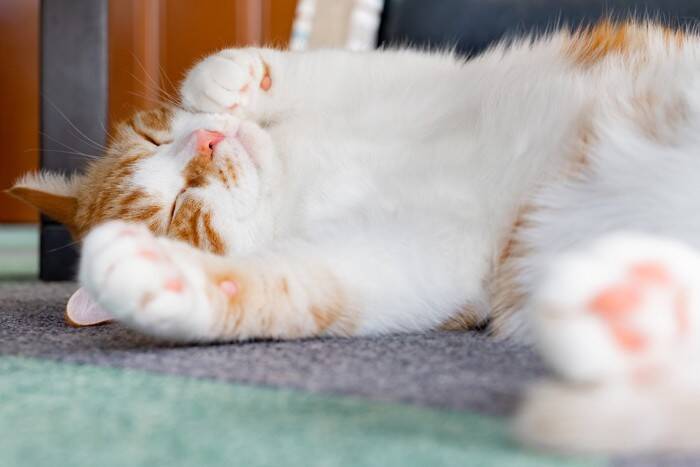 猫の『おへそ』ってどこにあるの？確認するときの目安やチェックポイントまで