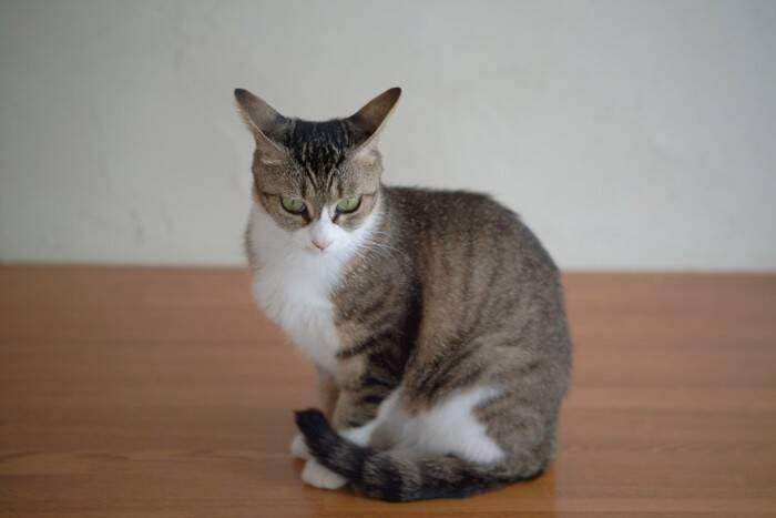 猫が前足で『ちょいちょい』触ってくる理由5つ　どんな意味があるの？上手な応え方まで