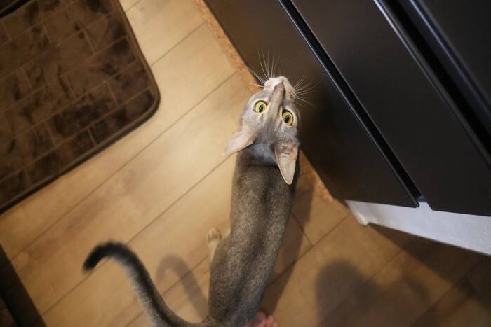 猫が前足で『ちょいちょい』触ってくる理由5つ　どんな意味があるの？上手な応え方まで