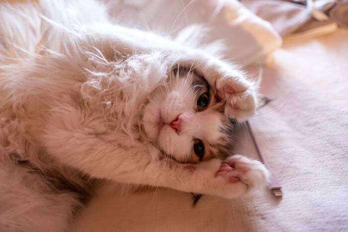 猫が前足で『ちょいちょい』触ってくる理由5つ　どんな意味があるの？上手な応え方まで