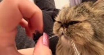 愛猫にデザインを変えた『ネイル』を見せた結果…まさかのリアクションが85万再生「逆に見てない説ｗ」「可愛すぎだろｗ」と爆笑の声
