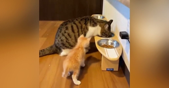 同居猫よりも小さかった『茶トラの子猫』→すくすくと成長した結果…現在の『衝撃の光景』が100万表示「大きくなりすぎｗ」「でっっっっか」