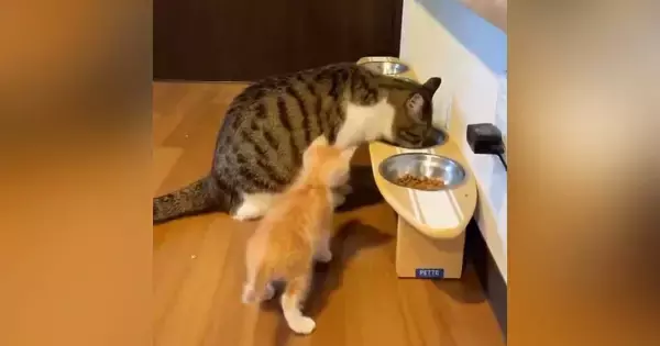 同居猫よりも小さかった『茶トラの子猫』→すくすくと成長した結果…現在の『衝撃の光景』が100万表示「大きくなりすぎｗ」「でっっっっか」