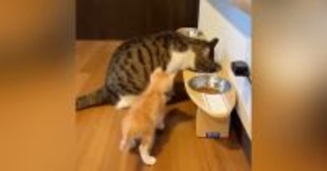 同居猫よりも小さかった『茶トラの子猫』→すくすくと成長した結果…現在の『衝撃の光景』が100万表示「大きくなりすぎｗ」「でっっっっか」