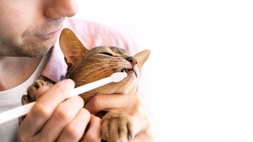 猫の歯にトラブルを招く『歯磨きの方法』3つ　逆効果になる理由や正しいケアのコツ