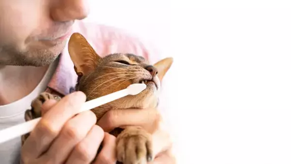猫の歯にトラブルを招く『歯磨きの方法』3つ　逆効果になる理由や正しいケアのコツ