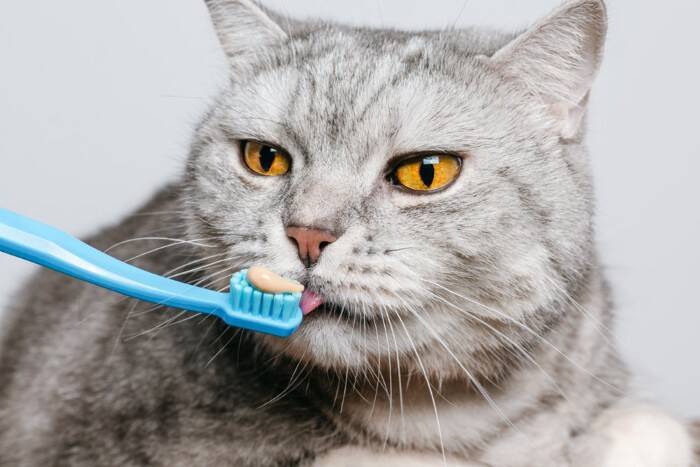 猫の歯にトラブルを招く『歯磨きの方法』3つ　逆効果になる理由や正しいケアのコツ