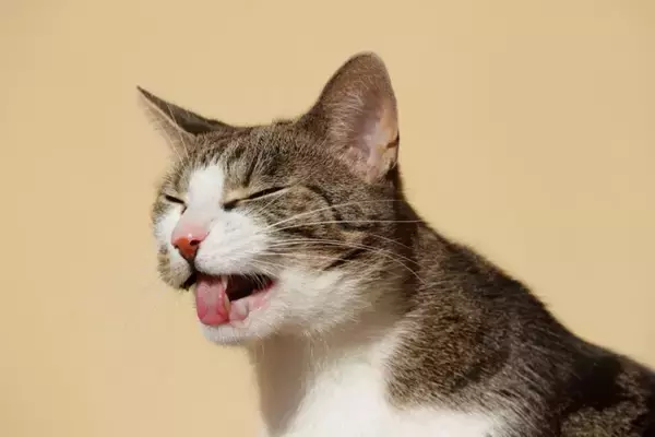猫が『吐きそう』なときに表れるサイン5つ　嘔吐しやすいタイミングや対応のコツまで